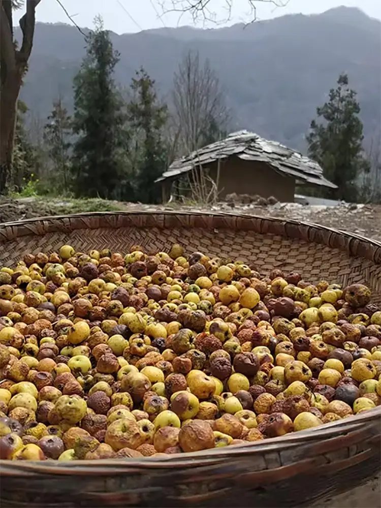 Hawthorn seed with kernel