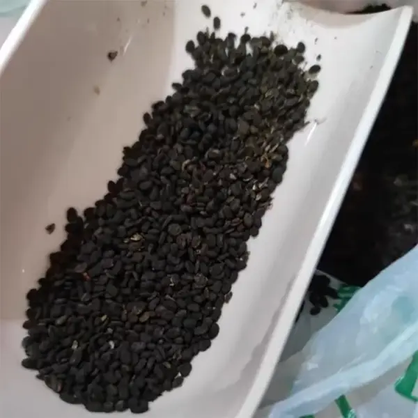细节：补骨脂500克 初级农产品补骨脂 中药材补骨脂 | 山子堂