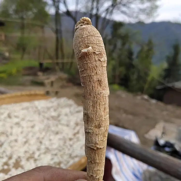 American ginseng