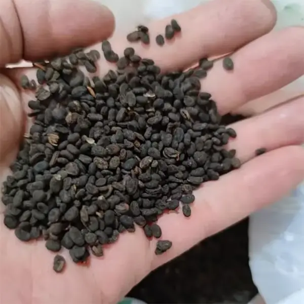 包装：补骨脂500克 初级农产品补骨脂 中药材补骨脂 | 山子堂