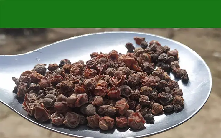 Chinese medicinal material schisandra chinensis