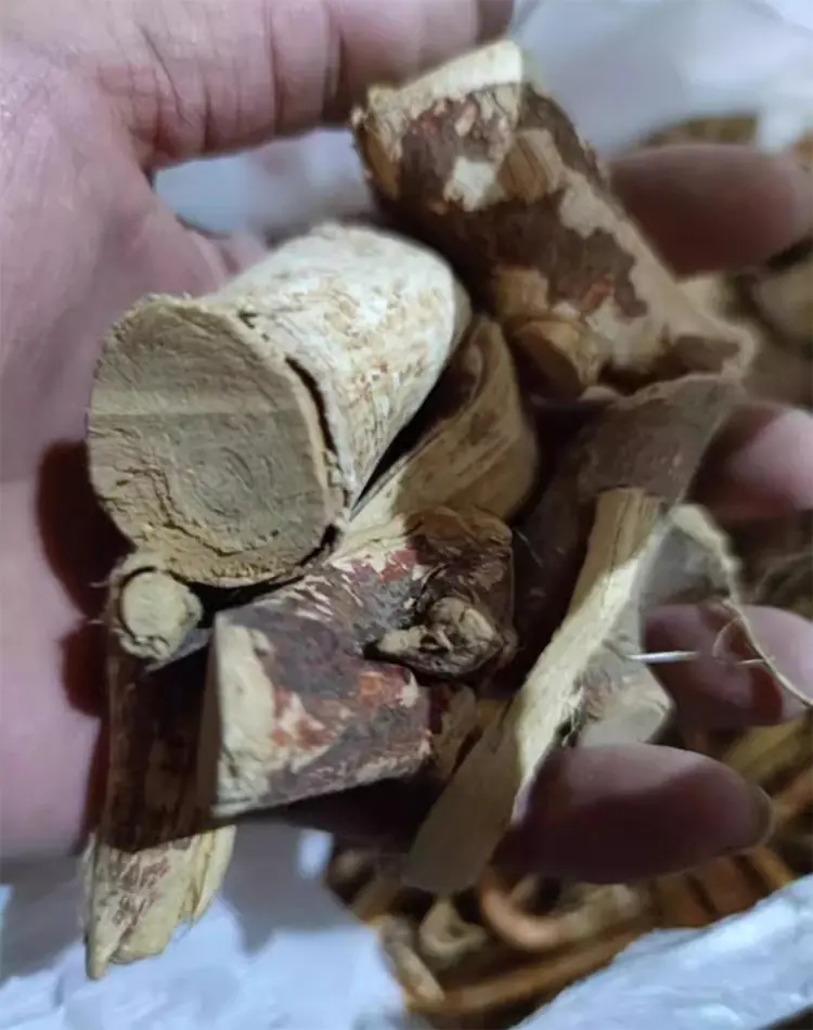 Chinese herbal medicine five-fingered peach