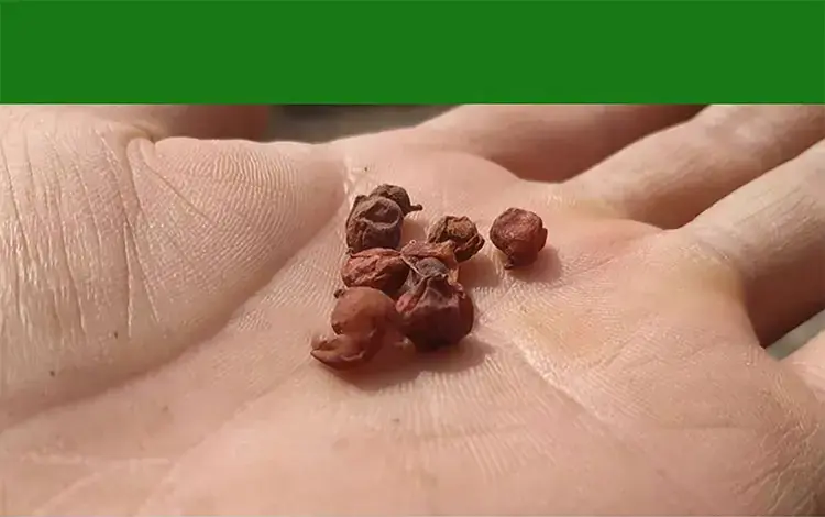 traditional chinese medicinal materials