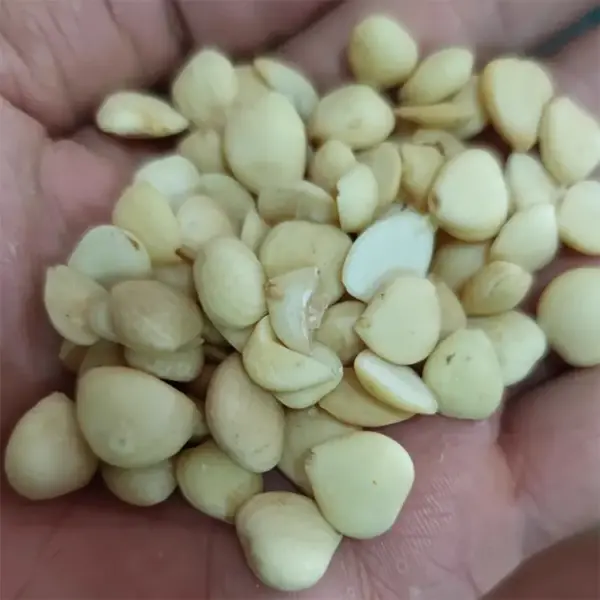 细节：杏仁500克 中药材苦杏仁 | 山子堂