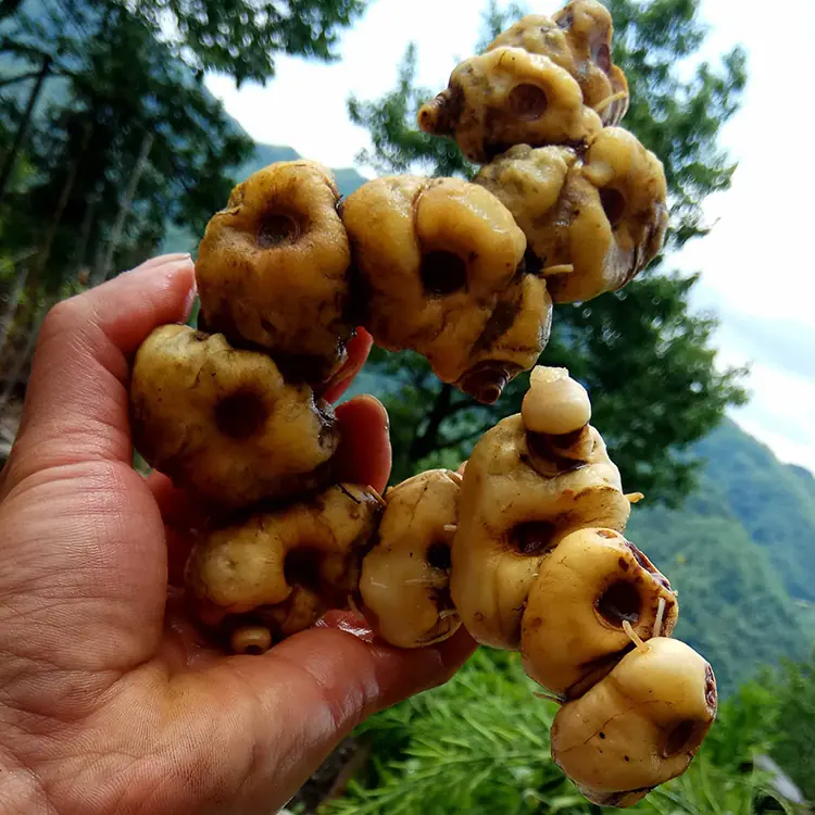polygonatum