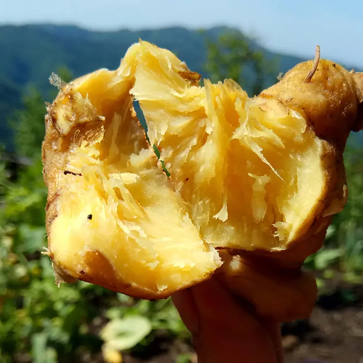Rhizoma Polygonati