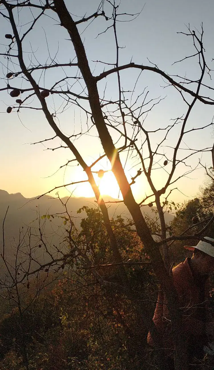 jujube at high altitude
