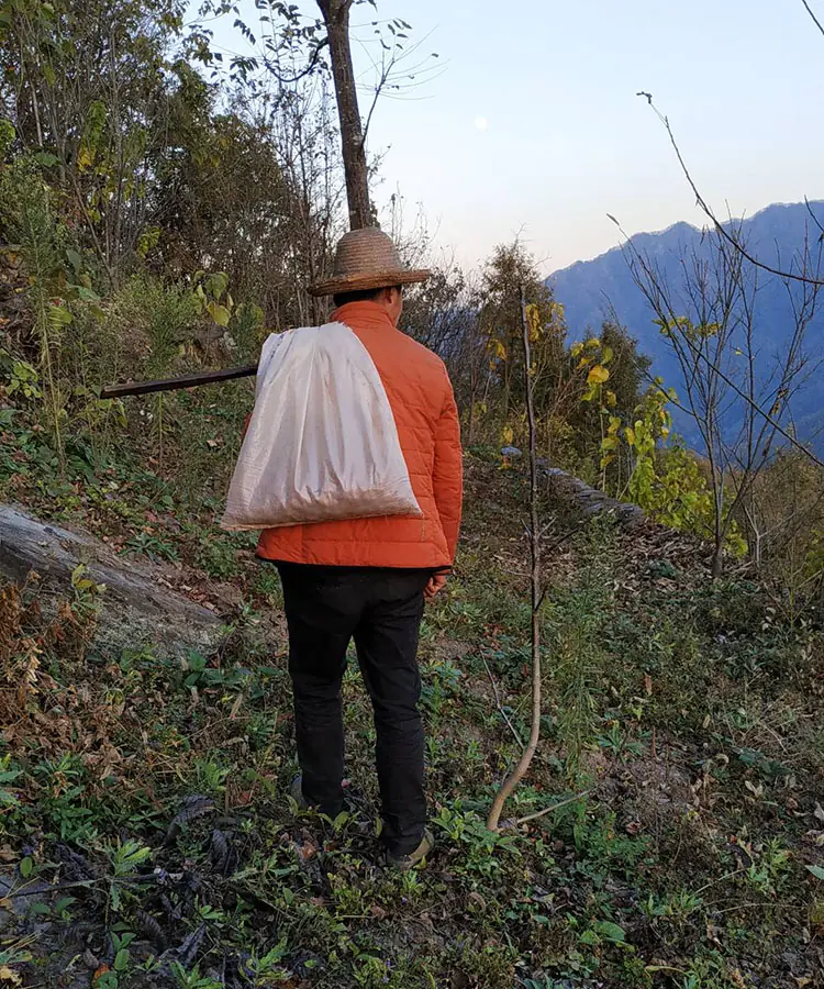 High mountain jujube grey jujube