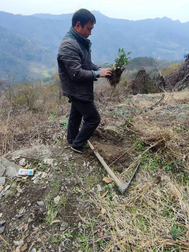 Digging wild medicinal materials