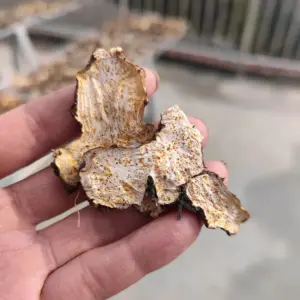 Wild Rhizoma Atractylodis Macrocephalae 500g
