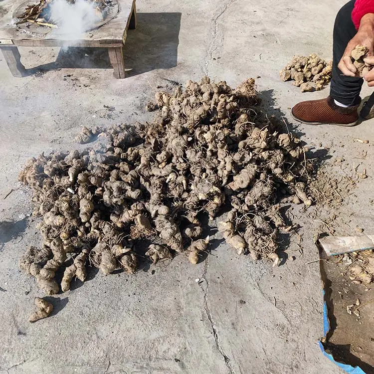 Rhizoma Polygonati