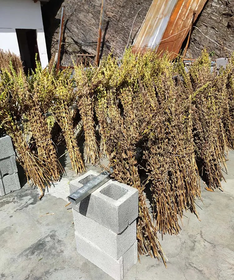 Sesame seed in rural area