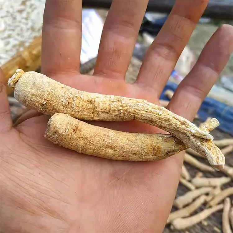 American ginseng pruning