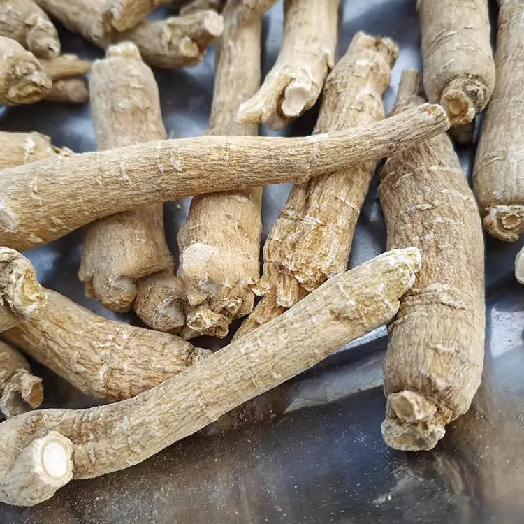 American ginseng slice