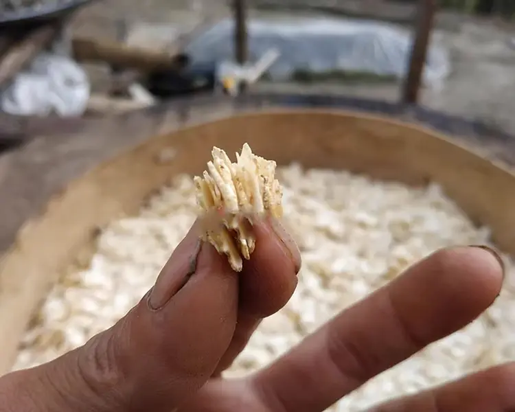Large American ginseng tablets