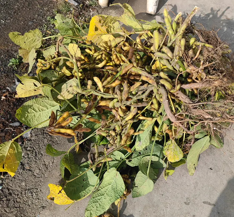 soybean plant
